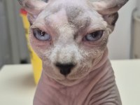 Anne altında safkan elf kulaklı SPHYNX yavrusu