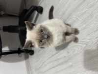 Kedimiz 3.5 aylıktır kendisi saf blue point
