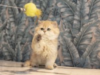 Mavi gözlü yakışıklı golden safkan anne baba kedimiz