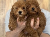 Poodle yavrularımıza yuva arıyoruz