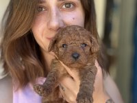 Red Maltipoo yavruları