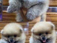 Pomeranian Erkek