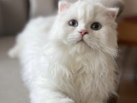 Scottish Fold Longhair Erkek