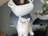 Elden Teslim Oyuncu Britsh Shorthair Yavrular