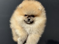 Yasal ruhsatlı çifrlikde ziyarete açık teddy pomeranian