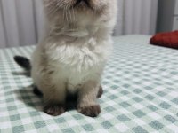 Blue Point Bebek Kediler