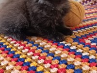 Mama ve kum eğitimleri tamam kediler