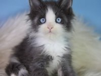 Özel maine coon erkek mavi gözlü