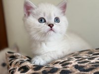 SAFKAN BRİTİSH LONGHAİR / SHORTHAİR ERKEK YAVRULARIMIZ