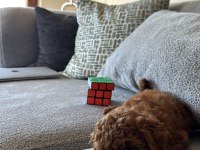 3 AYLIK DİŞİ POODLE