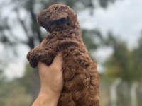 KORE TOY POODLE