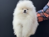 Petmode Köpek Çiftliğinden Tea Cup Pomeranian Boo