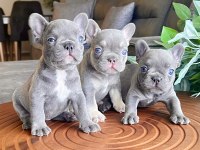 Top Quality French Bulldog Bebekler