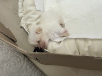 Yavru Bembeyaz Morkie