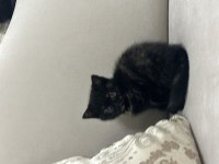 British shorthair 2 aylık erkek