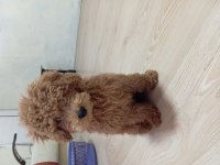 5 Aylık Red Brown Toy Poodle