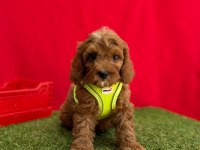 Dizayn Irk Mini Sevimli Maltipoo Yavrular 