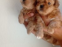 Dişi Erkek Maltipoo Yavrular Tuvalet Eğitimli