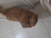 Poodle oğlumuz dobby