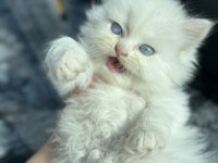 Biblo gibi british Longhair