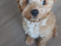 Tarçın 6 aylık maltipoo