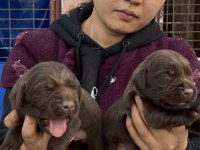 Labrador redriever sevimli yavrular ruhsatlı çiftlik