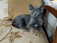 Gri British Shorthair 3 aylık yavru kedi
