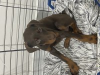 2 aylık doberman köpeği