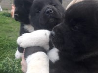 Amerikan akita özel kış yavruları