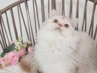 Safkan British Longhair Silver Karşınızda