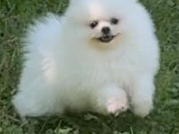 Karbeyaz Pomeranian Boo