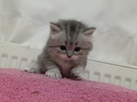 GÜZELLER GÜZELİ BRİTİSH