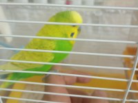 Kuşumu çocuklardan dolayı veriyorum