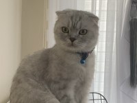Çok akıllı, söz dinleyen scottish fold