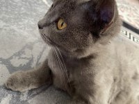 British shorthair