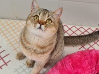 GOLDEN BRİTİSH SHORTHAİR KEDİSİ