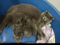 BRİTİSH SHORTHAİR KEDİLERİMİZ