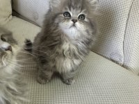 50 Günlük Şecereli British Longhair Dişi