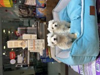 Maltipoo bebekler