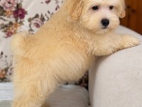 BİBLO MALTİPOO OĞLUMUZ