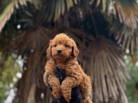 Safkan Red Toy Poodle