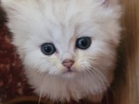 Chinchilla Kedim
