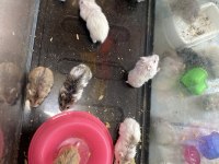Gonzales Hamsterler Yavru-Erkek-Dişi hepsi mevcut