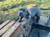 Sağlık ve ırk garantili cane corso yavru