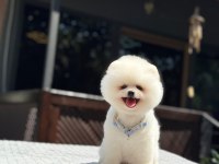 Sevimli pomeranian boo
