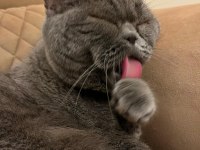 4 yaşında erkek british shorthair