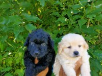 SİYAH VE BEYAZ MALTİPOO YAVRULARIM