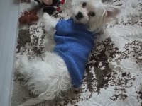 Aşıları Tam 6 Aylık Erkek Köpeğimiz