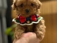 Dünya Tatlısı Maltipoo Yavrularımız Mağazamızdan