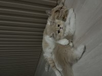 Sakin uysal bir exotic shorthair kedidir